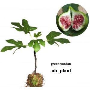Bibit Buah Tin Ara Yordania Super Cepat Berbuah JUMBO