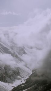 Áo Nỉ  Dáng Rộng Không Mũ Dài Tay Mùa Xuân Thu Thường Ngày in Họa Tiết Động Vật Semir Áo Khoác Ngoài Thoải Mái Thoáng Khí