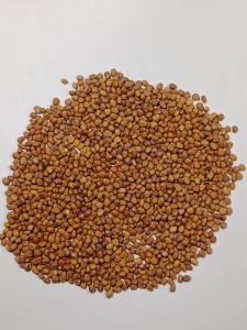 Hạt giống rau mầm củ cải trắng dễ trồng nảy mầm cực tốt