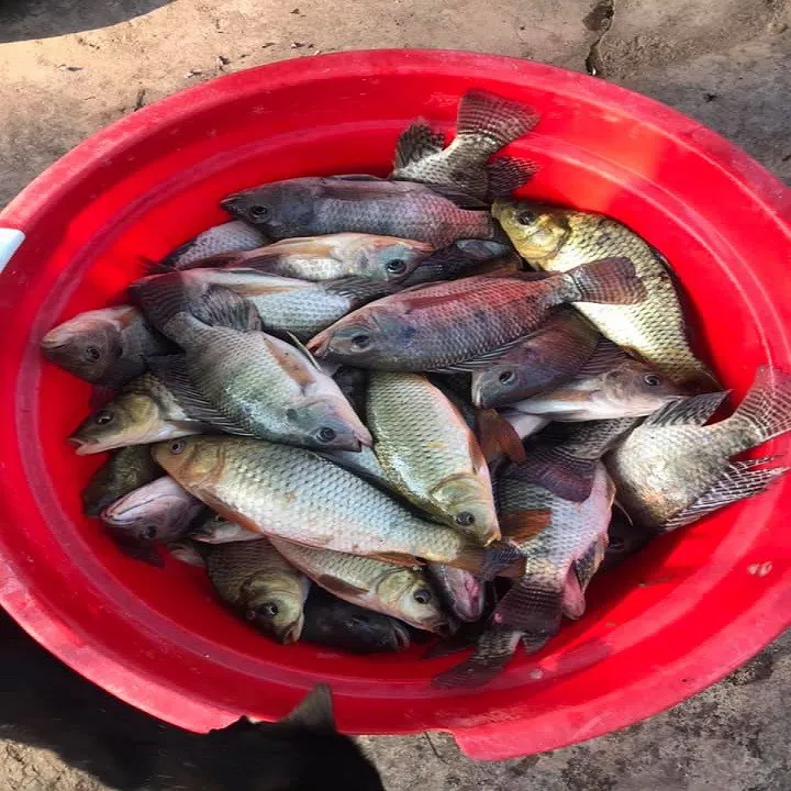 G%C3%93I%20M%E1%BB%92I%20C%C3%82U%20C%C3%81%20R%C3%94%20PHI,CH%C3%89P%20SI%C3%8AU%20C%E1%BA%A4P-M%E1%BB%92I%20C%C3%82U%20C%C3%81%20R%C3%94%20PHI,CH%C3%89P,M%C3%88%20SI%C3%8AU%20NH%E1%BA%A0Y-M%E1%BB%92I%20C%C3%82U%20C%C3%81%20C%C3%93%20V%E1%BA%A2Y%20-%20Image%205