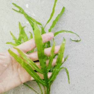 【LIVE】Aquatic Plant Trident Java Fern Paku Ranti Rusa Easy Maintain Low-Tech Low Tek Submersed Pokok Air Aquatic