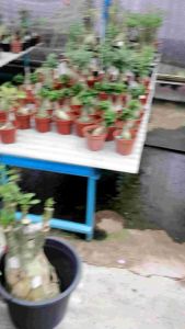 Adenium Kemboja Taiwan Mini ID 39s/台湾迷你富贵花