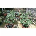 Termurah pohon / tanaman hias bibit beringin korea / tanaman hias bahan bonsai beringin dolar korea. 