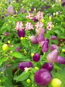 พริกหวานหลากสี ผักในกระถางสี่ฤดูสำหรับระเบียง พริกหวานหลากสีที่กินได้