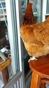 TJ โตจัง วิตมิน 1 กก.×2ถุง