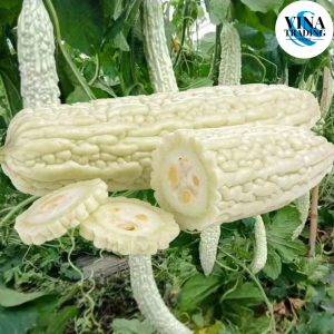 White Bitter Gourd Seeds (10 Seed) AMPALAYA LONG - Long White Variety / Bitter Gourd