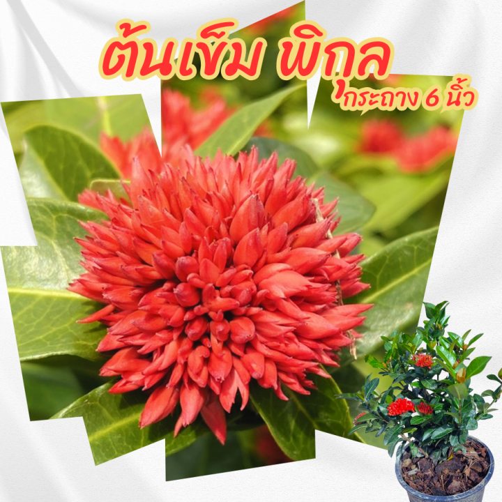 ต้นเข็มพิกุล กระถาง 6 นิ้ว ไม้จัดสวน