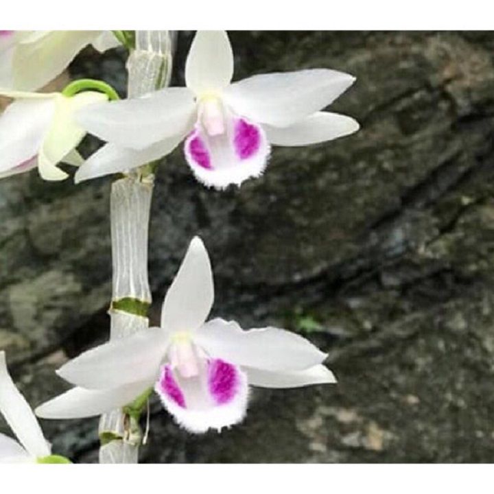 lan%20phi%20%C4%91i%E1%BB%87p%20%C4%91%E1%BB%99t%20bi%E1%BA%BFn%205%20c%C3%A1nh%20tr%E1%BA%AFng%20CHUMORAY%20(5CT)%20,%20hoa%20n%E1%BB%9F%20v%C3%A0o%20t%E1%BA%BFt,%20cam%20k%E1%BA%BFt%20ch%E1%BA%A5t%20l%C6%B0%E1%BB%A3ng%20-%20Image%205