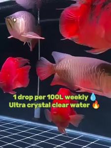 DOMIN8 BACTERIA  ULTRA CRYSTAL CLEAR WATER PENJERNIH AIR PSB PROBIOTIC EM4 BACTERIA NITRIFYING BACTERIA FOR REEF TANK