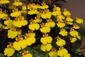 Hoa lan vũ nữ ramsay