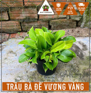 Cây Trầu Bà Đế Vương Vàng - Nhiều con - Tổng thể tầm 30-40 cm - Kiểng lá decor sang trọng!