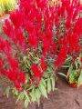 Red Celosia Chinese New Year CNY 60cm Height House Home Indoor Potted Plant. 