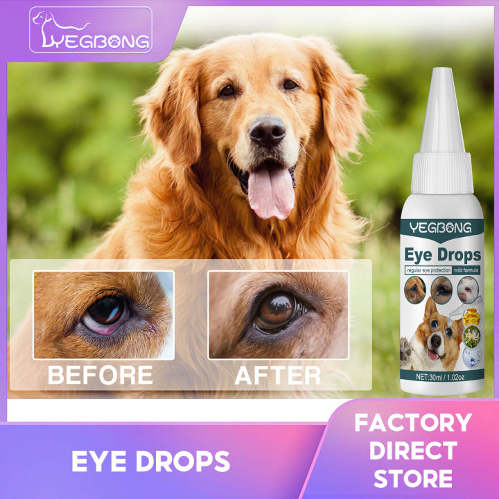 Golden eye drops for dogs best sale