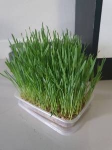 40 กรัม Australian Wheat, ซื้อ 5 ถุง แถมฟรี, 1 ถุง เมล็ดข้าวสาลีเกรดนำเข้า, ราคาถูก, ต้นอ่อนข้าวสาลี 99%