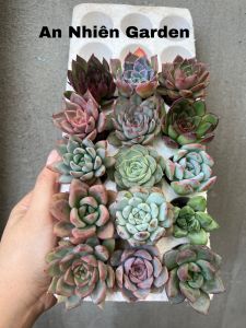 ComBo 15 cây Sen Vỉ (2-3cm) xuất xứ Đà Lạt già cây thuần khí hậu.( giao ngẫu nhiên )