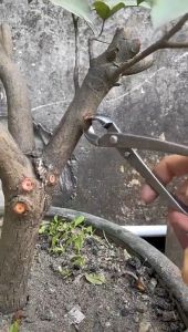cạp tròn  cạp xéo trắng 21cm