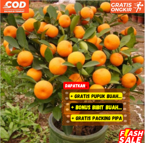 Bibit / Pohon Jeruk Santang Madu ASLI Import Super Unggul Cepat Berbuah