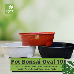 Pot Tanaman Bunga Bonsai Oval 10 BJ Warna Hitam Putih Cokelat 50 Cm