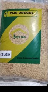 PADI CIHERANG SUGIH ORIGINAL GALUR LOKAL