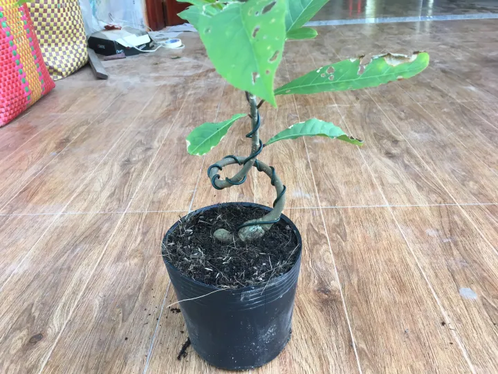 C%C3%A2y%20l%E1%BB%99c%20v%E1%BB%ABng%20bonsai%20mini%20-%20Image%201