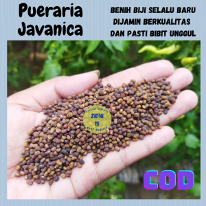 1 kg benih biji kacangan PJ pueraria javanica COVER CROPS LCC Tanaman pengendali gulma kebun sawit