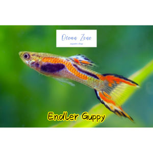 【Ocean Zone】 Endler Guppy - 5pcs / 10pcs (Live Fish with DOA)