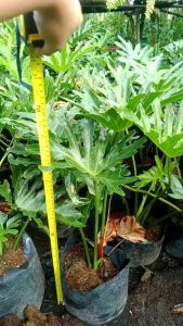 Sahod Yaman Celum 2ft Tall Size (FOR LUZON AREA ONLY)