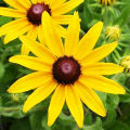 Black Eyed Susan Flower Seeds Rare Flower Seeds Heirloom Flower Seeds Organic Seeds Rudbeckia Seeds for Planting Rudbeckia Seeds for Gardening. 