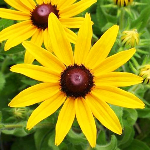 Black%20Eyed%20Susan%20Flower%20Seeds%20Rare%20Flower%20Seeds%20Heirloom%20Flower%20Seeds%20Organic%20Seeds%20Rudbeckia%20Seeds%20for%20Planting%20Rudbeckia%20Seeds%20for%20Gardening%20-%20Image%207