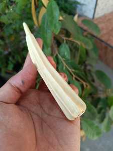 Pipa Once Kemuning Gading Model Blimbing Panjang 10 - 14 cm