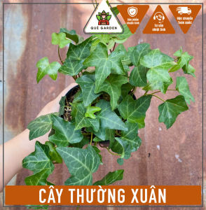 Cây Thường Xuân - Chậu nhỏ để bàn - Cây mang phong thủy!
