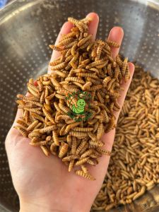 1kg Sâu canxi Sấy phồng - Thức ăn bổ sung đạm đều màu cho cá chim bò sát hamster và vật nuôi khác