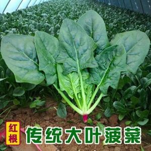 Heat-resistant large-leaf spinach suitable for growing on balconies all year round