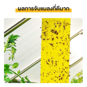 พร้อมส่ง!🔥แผ่นกาวดักแมลง ขนาด 10x20 ซม. กาวเหนียว กับดักแมลงวันทอง หวี่ขาว สีเหลือง/สีฟ้า กาวเหนียน ทนแดด ทนฝน ใช้ได้นานกว่า 90 วัน