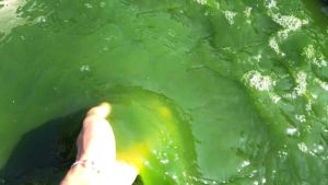 KPK หัวเชื้อน้ำเขียว (คลอเรลลา ขนาด 1.8 L)