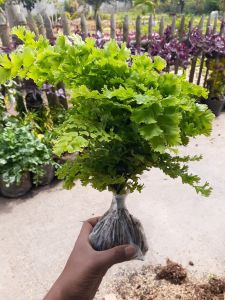COD Tanaman hias suplir daun jumbo keriting kribo langka gantung