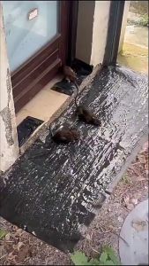 0.6m/1.2m Extend Super Strong Sticky Rat Magic Carpet Anti Moisture For Kitchen Stair Pipe Doorway