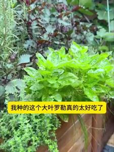 300PCS Genovese Basil Seeds - Heirloom Basil Seeds - Herb Seeds - Genovese Seeds - Rare Basil Seeds