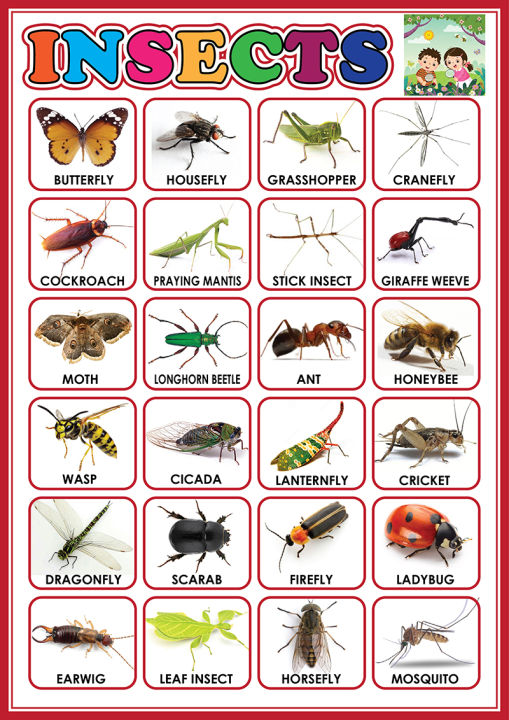 Kinds of Insects Real pic v2 Educational Chart - A4 Size Poster ...