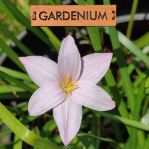 Umbi Bunga Rain Lily Dai Ippo - Rainlily Zephyranthes Hybrid