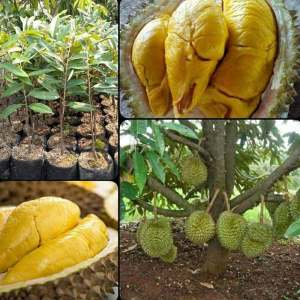 Bibit Tanaman Durian Musangking Super Unggul