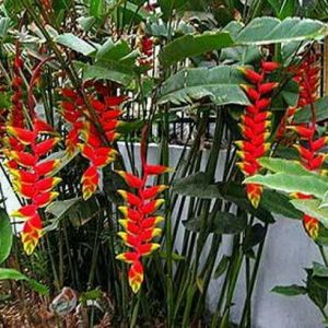 Bibit Pohon Hias Pisang Bali / Pisang Betet Heliconia Colinsiana Merah Terunggul