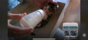 Cat Milk Midalac Goat Milk New Zealand For Cat and Kitten -200g