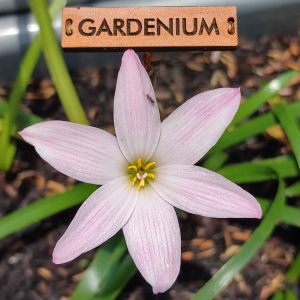 Umbi Bunga Rain Lily Bubbles - Rainlily Zephyranthes Hybrid
