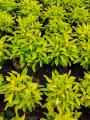 True Yellow Alternanthera with FREE garden soil (Real Plant, Indoor Plant and Limited Stock) - Plants for Sale. 