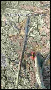 5 cm jf geol umpan casting