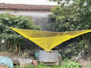 Lưới bắt cá tôm tép nhỏ mắt mau màu vàng (cạnh 2m)