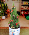 Cây Sơn Tùng, Cây Trang Trí Giáng Sinh, Cây Thông Noel  Cao 1Met. 