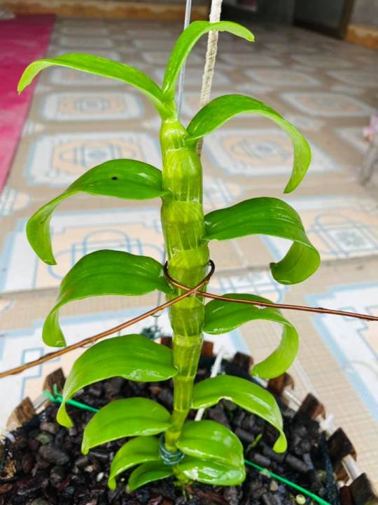 Phi%20%C4%91i%E1%BB%87p%20L%C3%81%20M%C3%8DT%20PH%C3%9A%20TH%E1%BB%8C,%20ki%20to,%20l%C3%A1%20to%20%20kh%E1%BB%8Fe,%20c%E1%BA%AFt%20t%E1%BB%AB%20th%C3%A2n%20m%E1%BA%B9,%20hoa%20%C4%91%E1%BA%B9p%20hi%E1%BA%BFm%20-%20Image%205