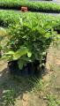 Anak Pokok Jambu Batu Tanpa Biji  Jambu batu Kristal 水晶番石榴 树苗  无籽番石榴 树苗 Sapling Guava Seedless. 